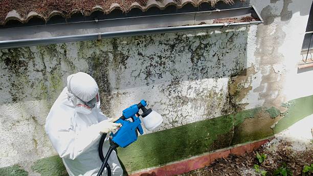 Mold Removal service in Leesburg